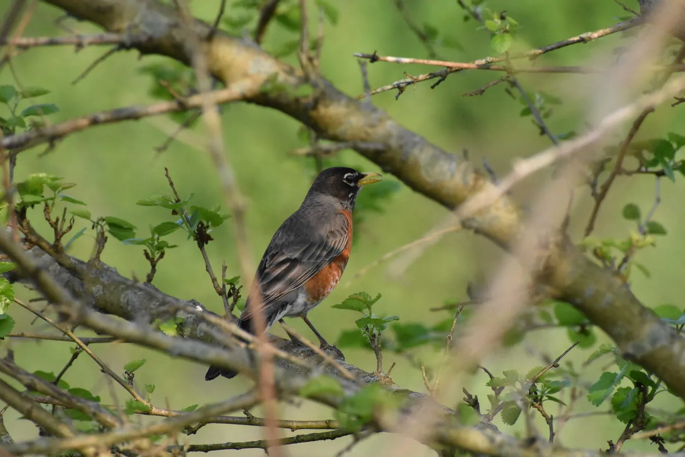 An American Robin perched within a tree.