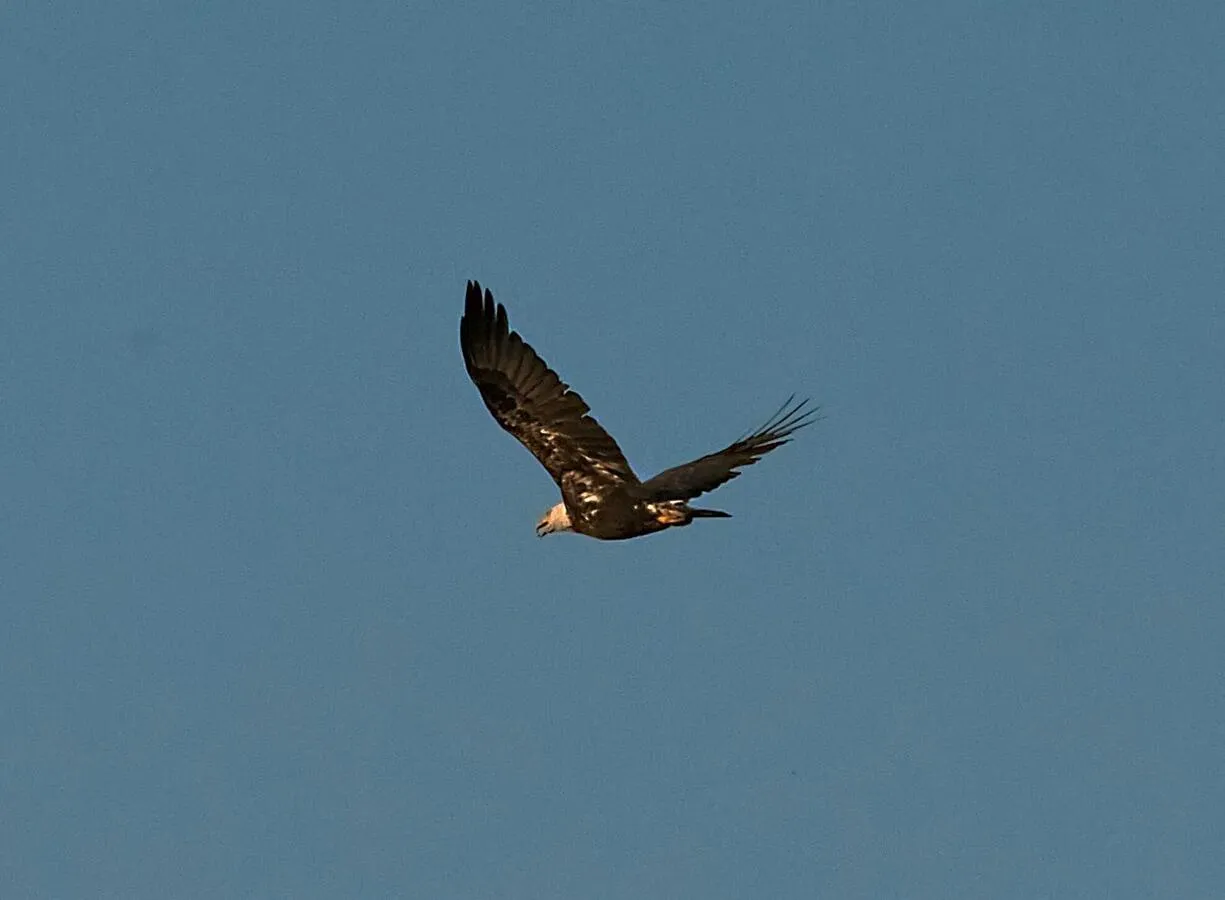 A Bald Eagle flying overhead on a clear-skied day.
