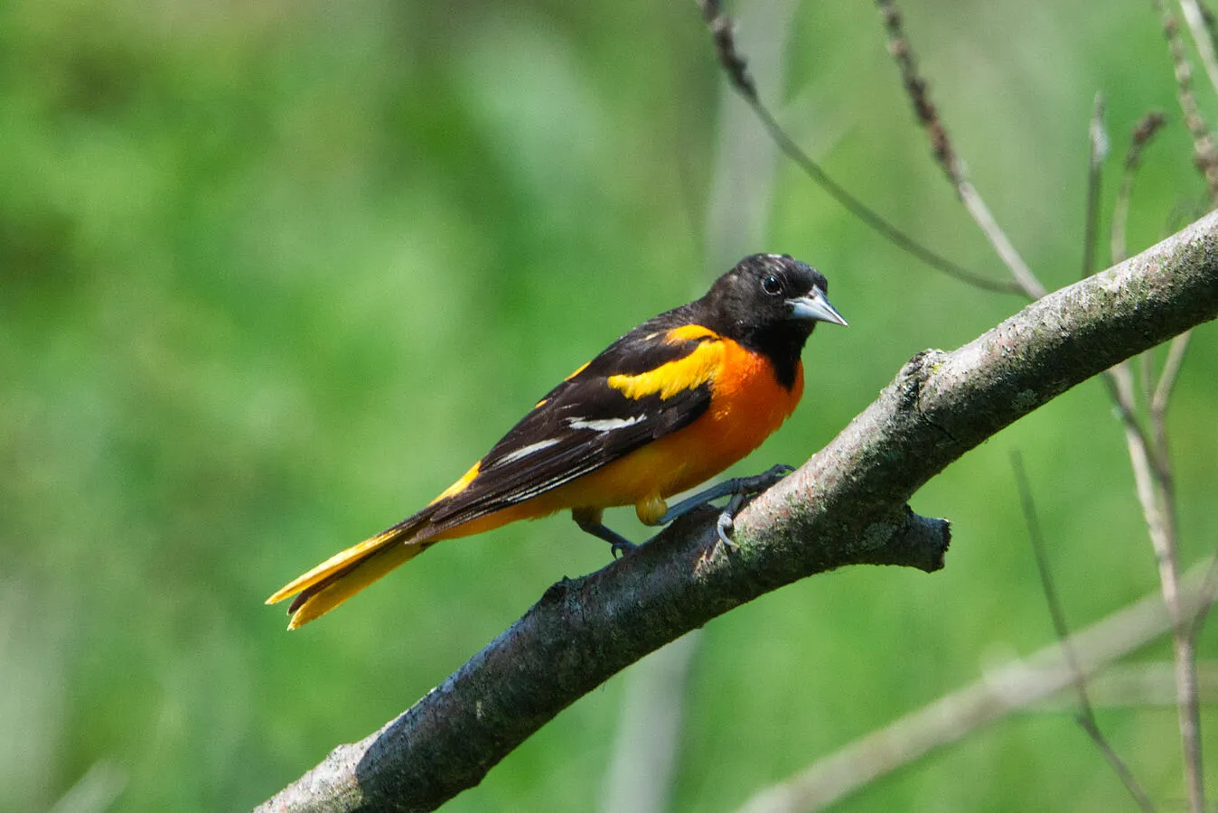 A Baltimore Oriole, a black and orange bird, resting on a tree branch.