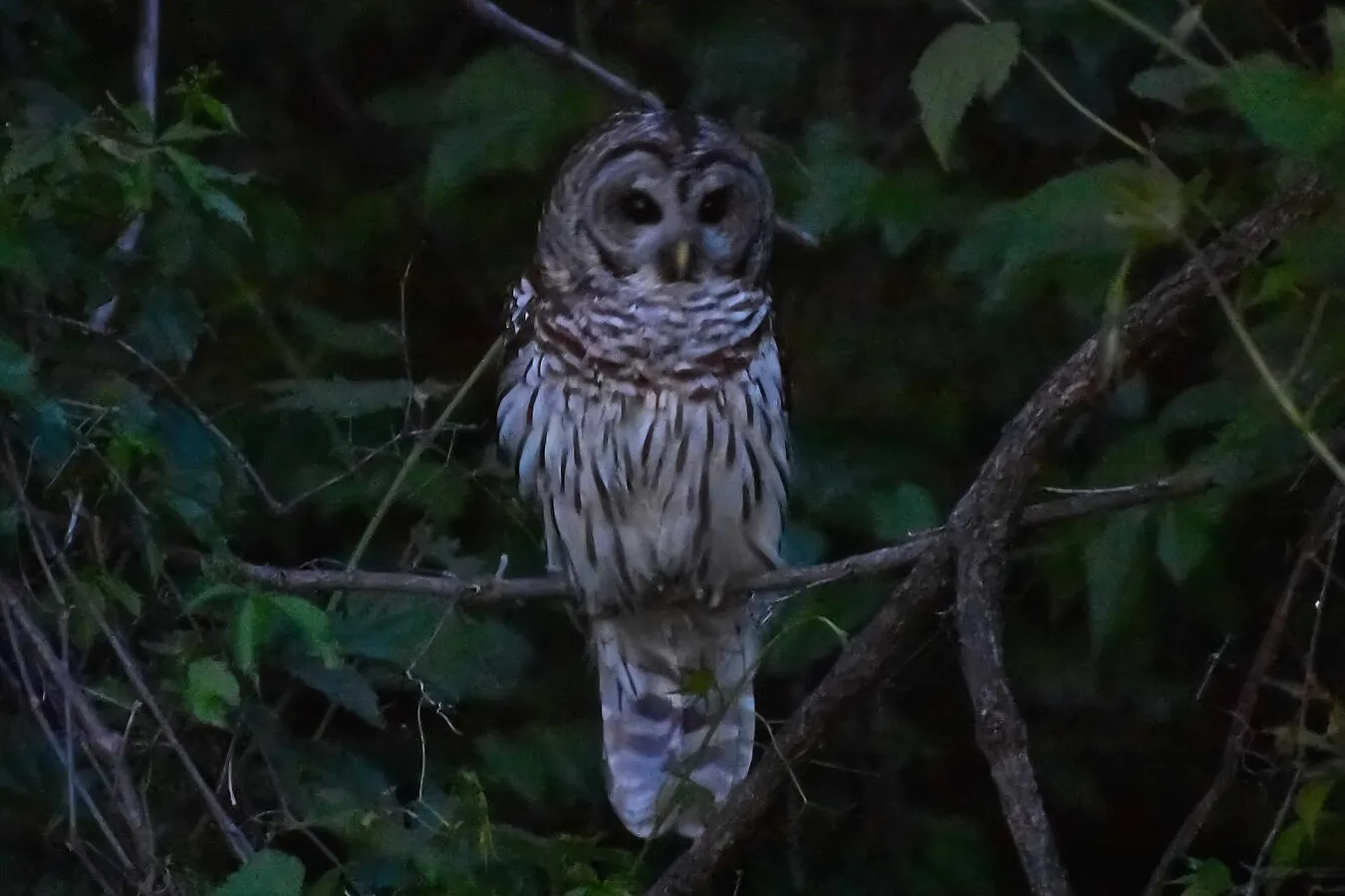 A Barred Owl perching on a tree branch.