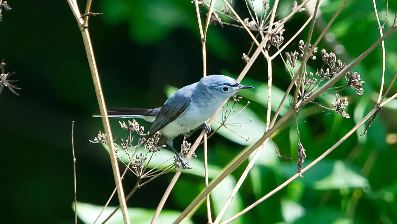 A blue-gray gnatcatcher, a small bird, grasping onto a branch of a bare shrub.