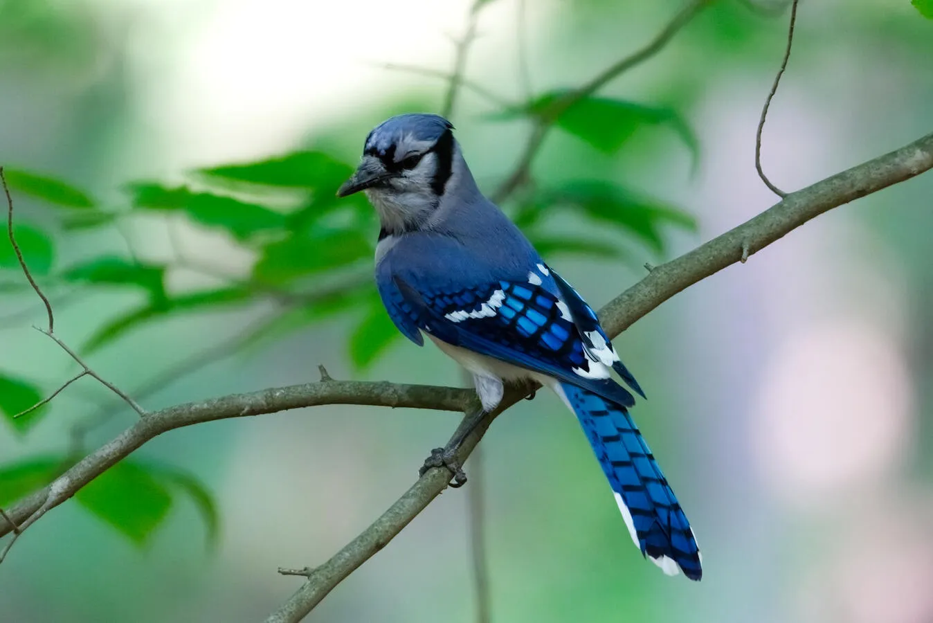 A vibrant blue jay perched on a narrow tree branch.