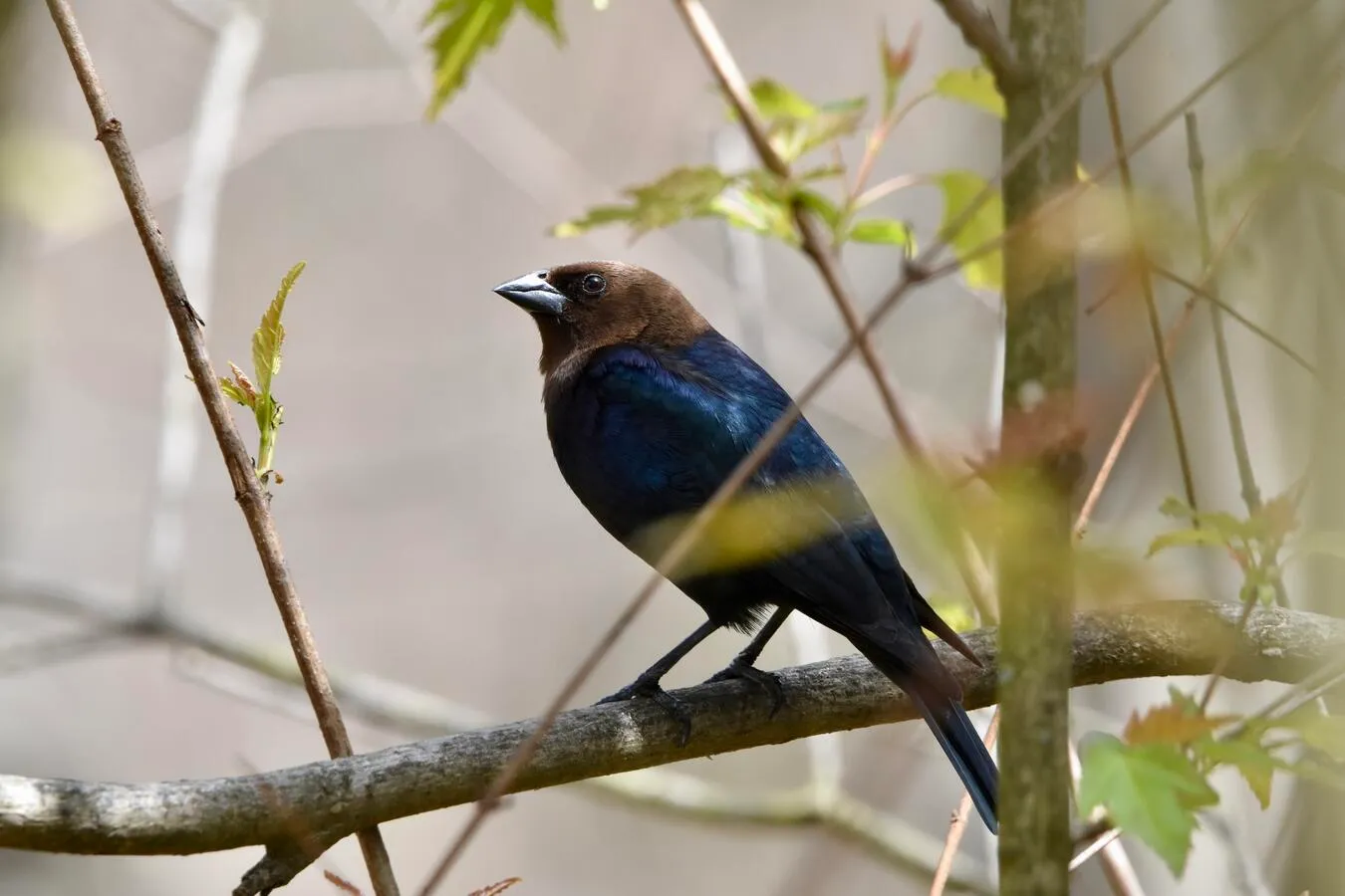 A male brown-headed cowbird sitting on a tree branch. Its feathers show bluish-purple iridescence.