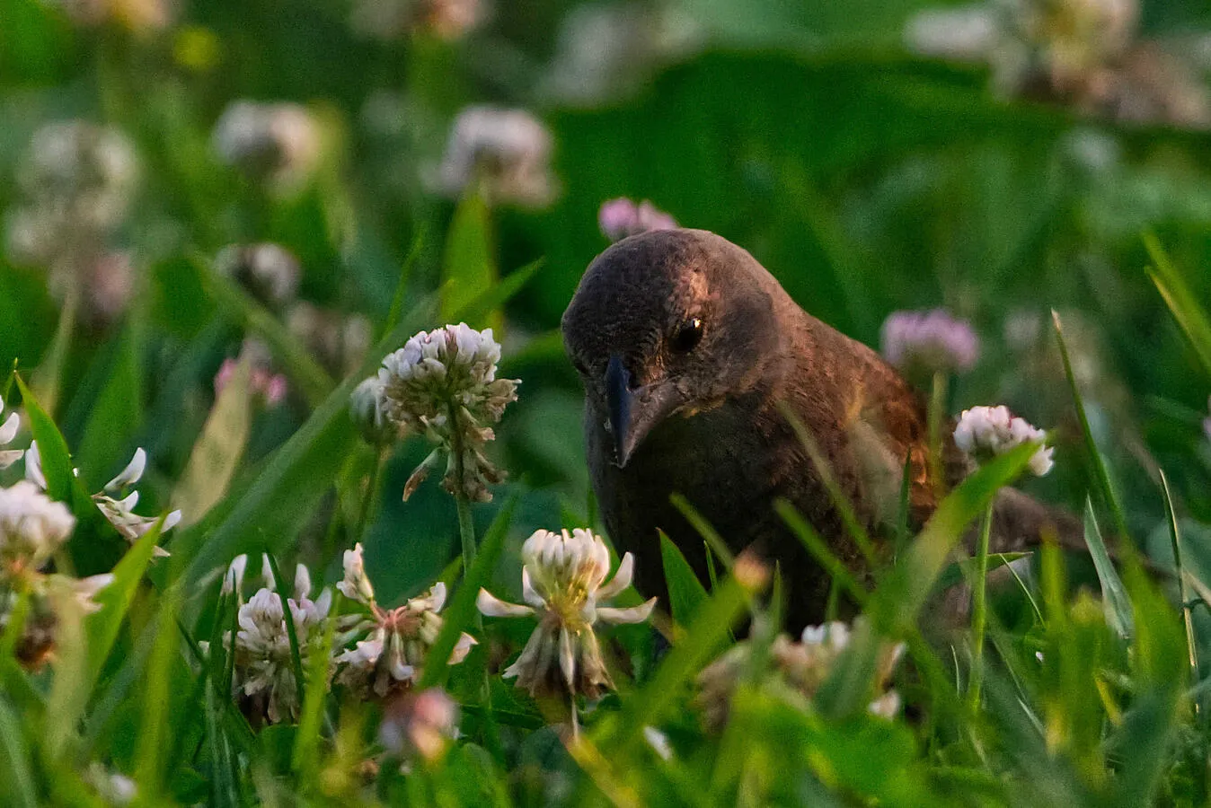 A Brown-headed Cowbird foraging.