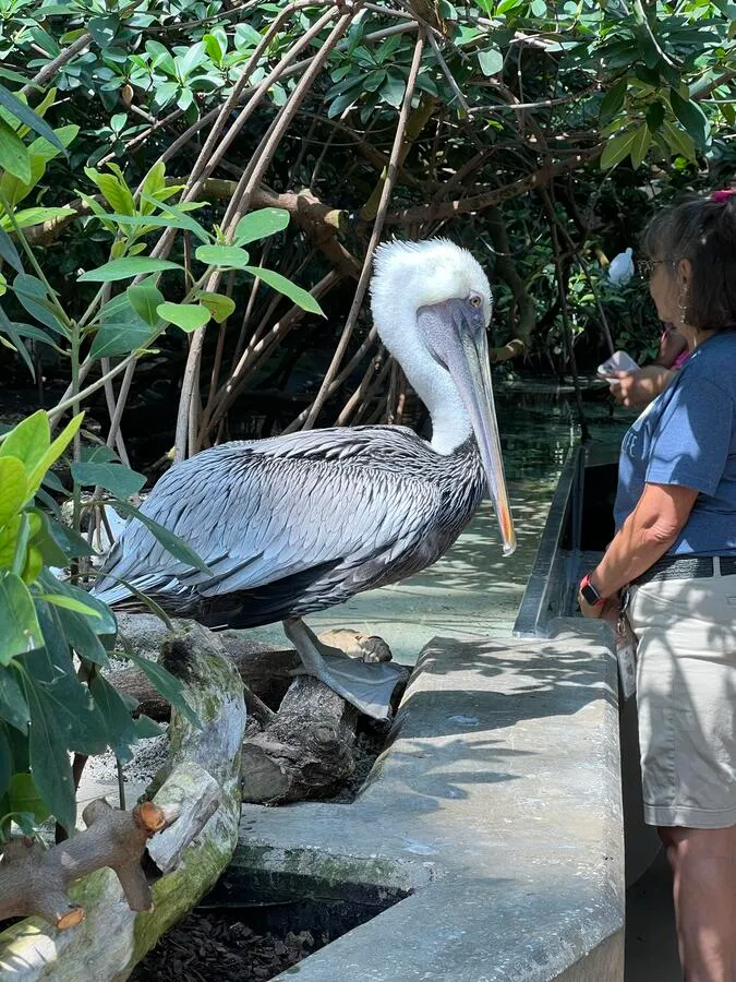 A brown pelican in the Flordia Aquarium in Tampa, Florida. It is close to people, as it was recently fed.