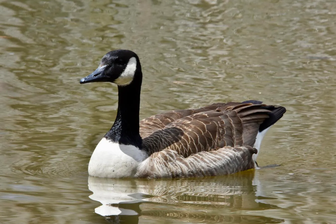 A Canada goose swimming in a lake.