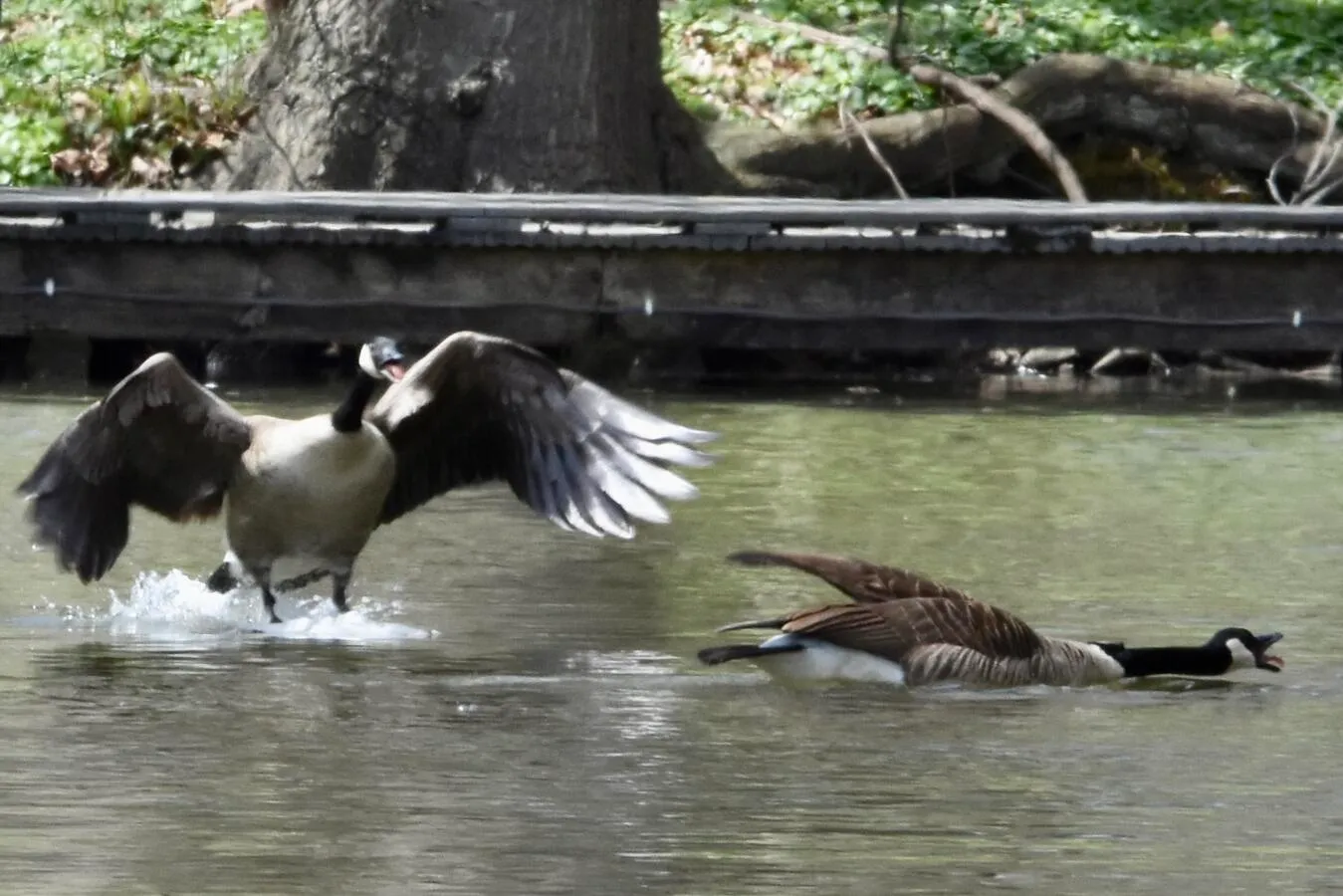 A Canada goose making a rapid water landing approaching another goose, in an apparent attack. The second goose is comically trying to move away.