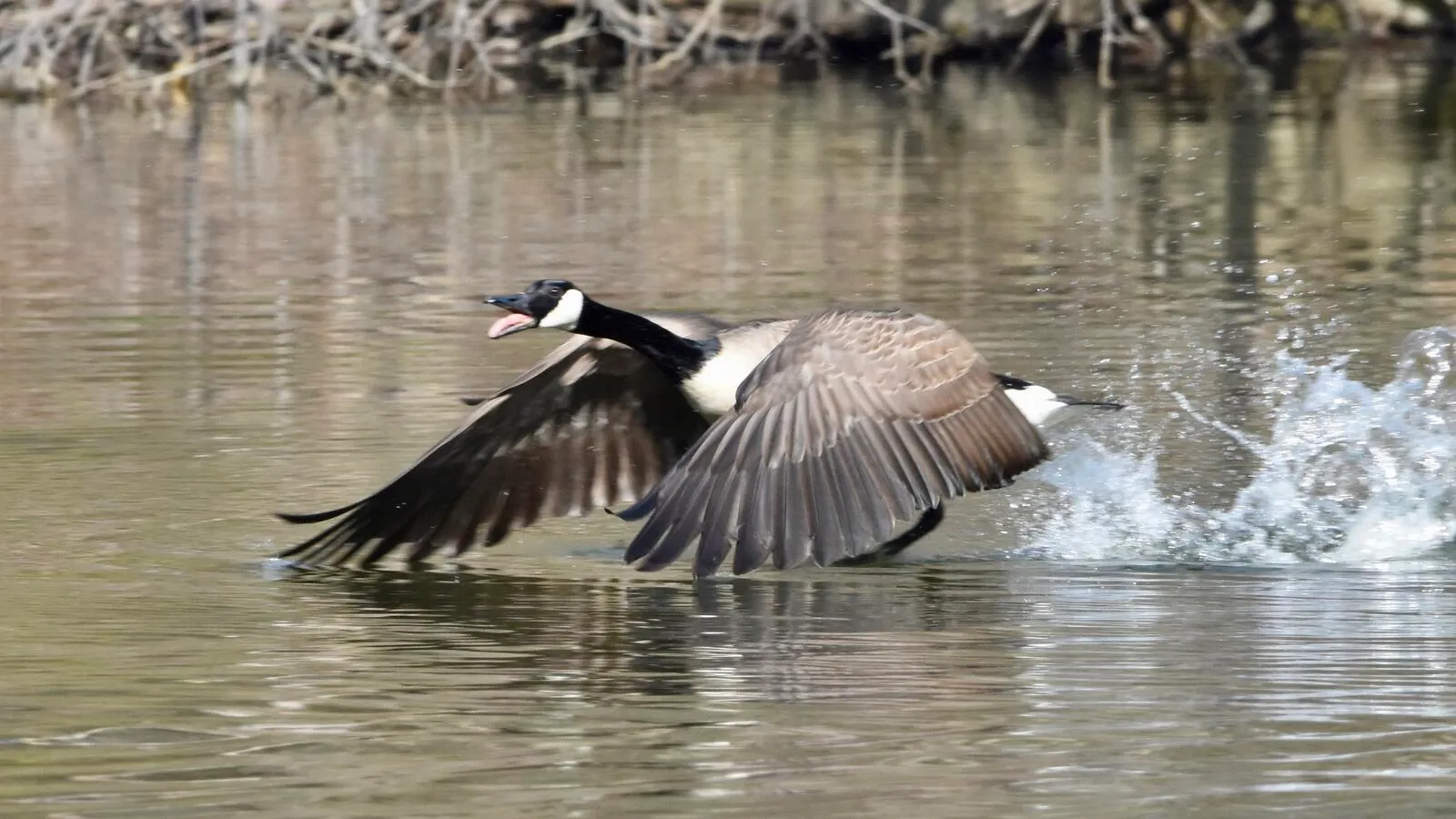 A Canada goose taking off from the water, honking.