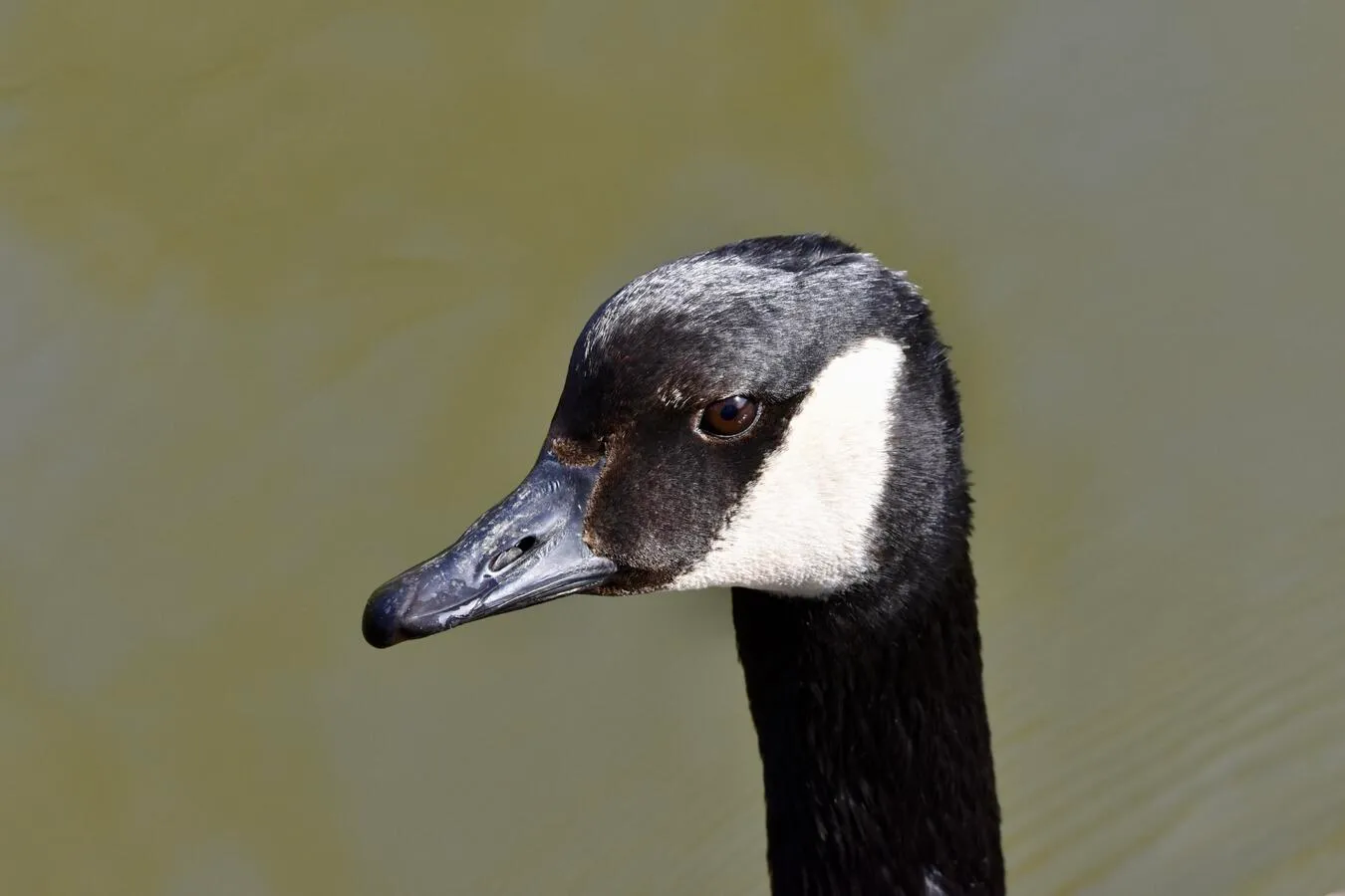A close-up headshot of a Canada goose in a lake.