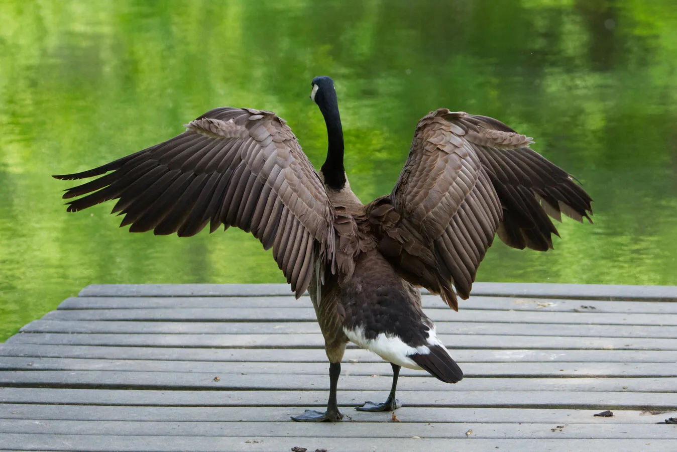 A Canada goose with its wings outstretch to dry in the wind.