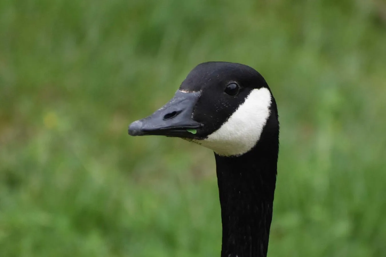 A Canada Goose eating a clover.