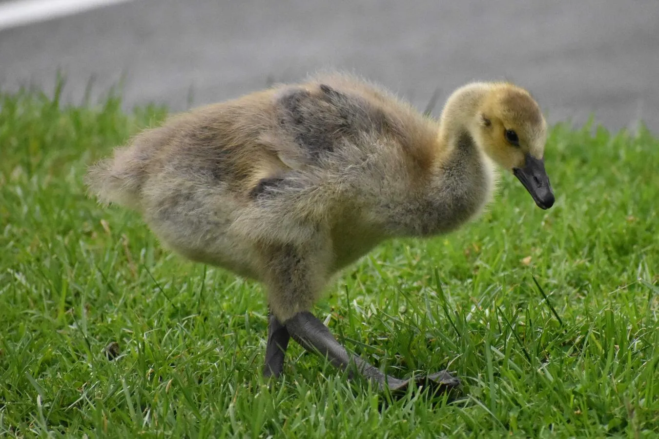 A young Canada Goose (gosling), feathers still yellow and downy, foraging.