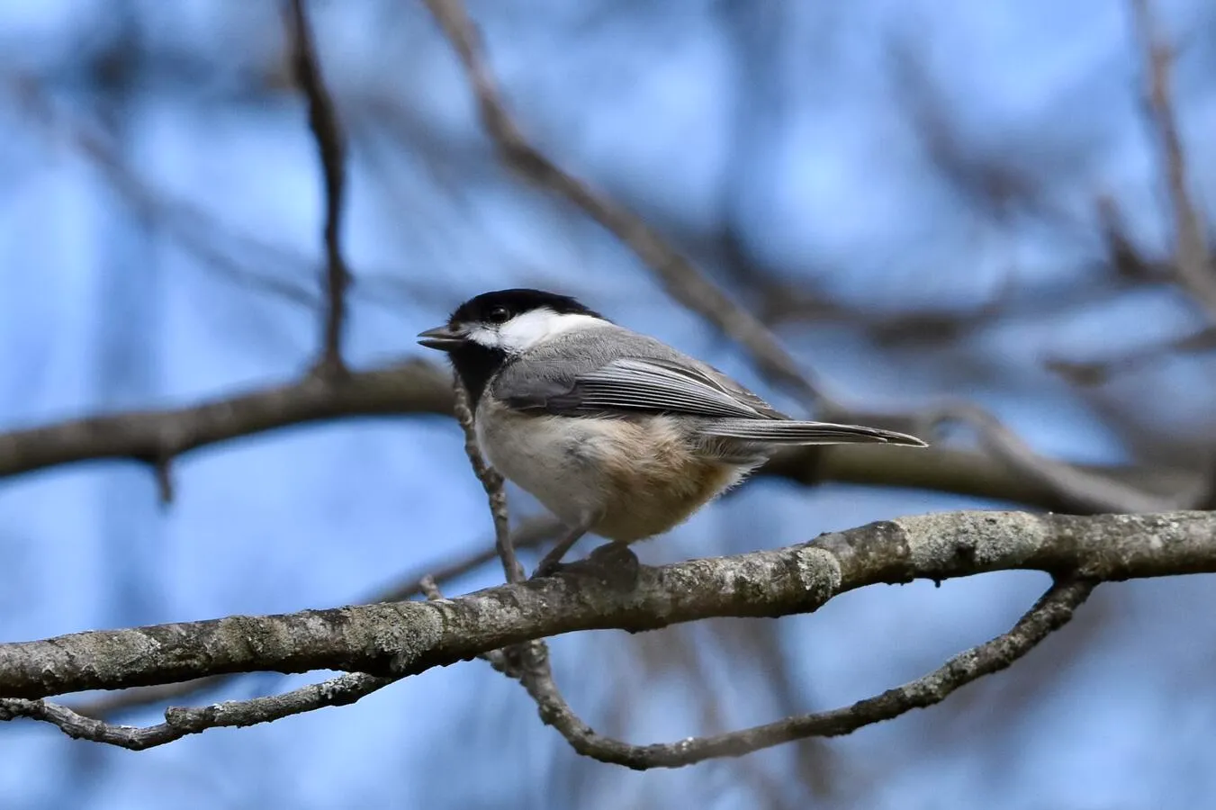 A Carolina chickadee on a bare tree branch.