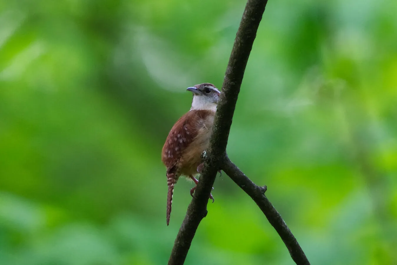A Carolina wren in a tree branch deep in a forest.