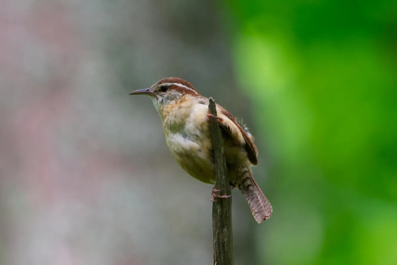 A Carolina wren on a dead branch.