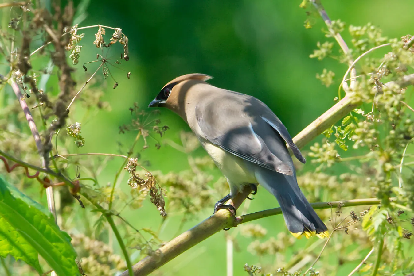 A cedar waxwing perched on a tree branch.