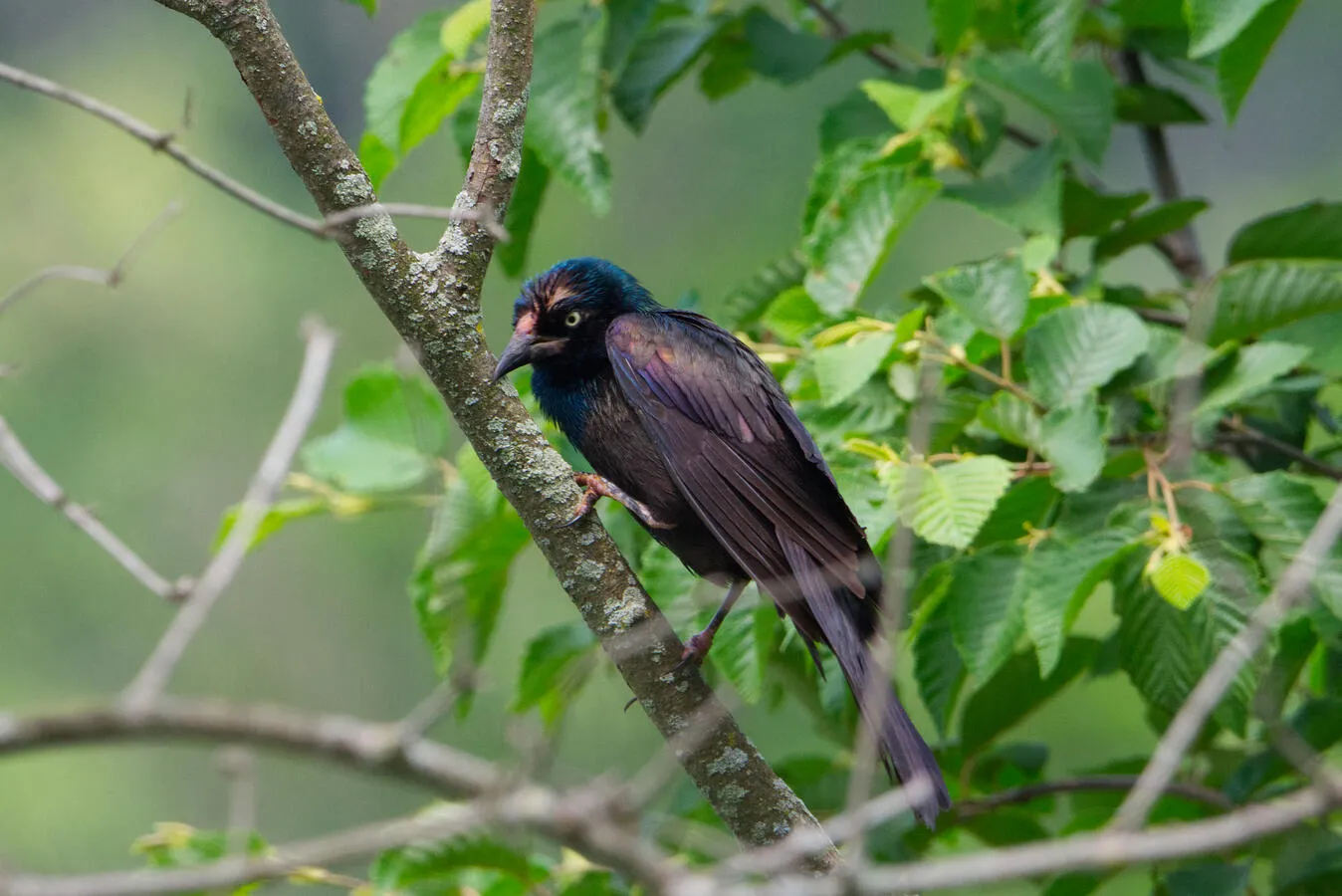 A common grackle, with its head feathers in the process of molting.