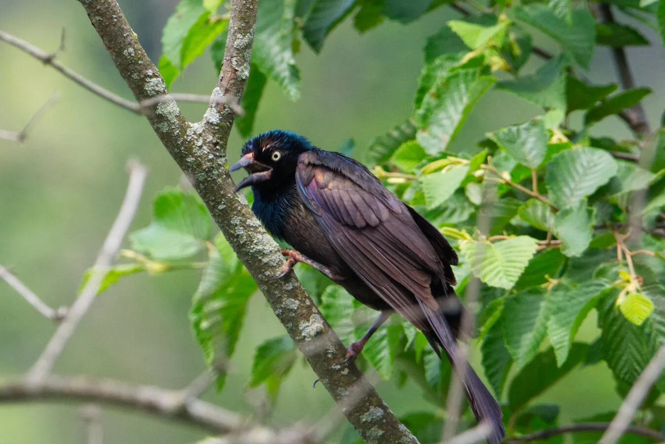A common grackle, some of its head feathers still molting, making a call.