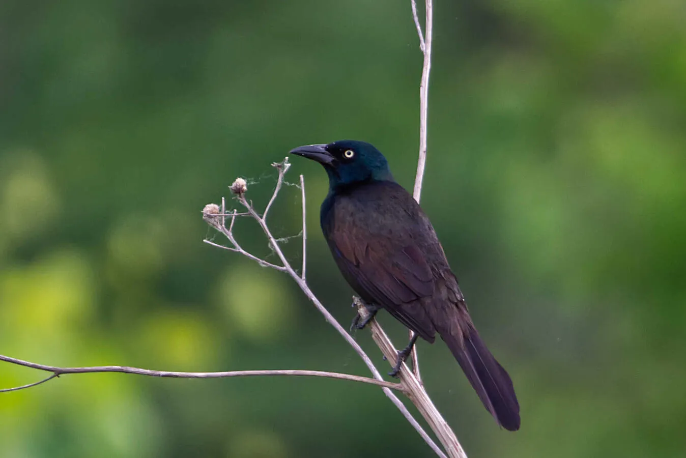 A male Common Grackle atop a dead tree branch.