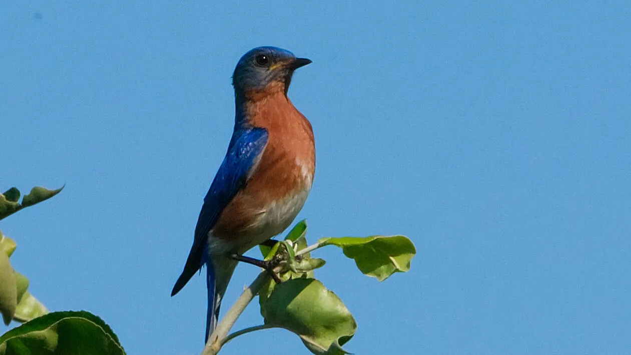 An eastern bluebird atop a tree.
