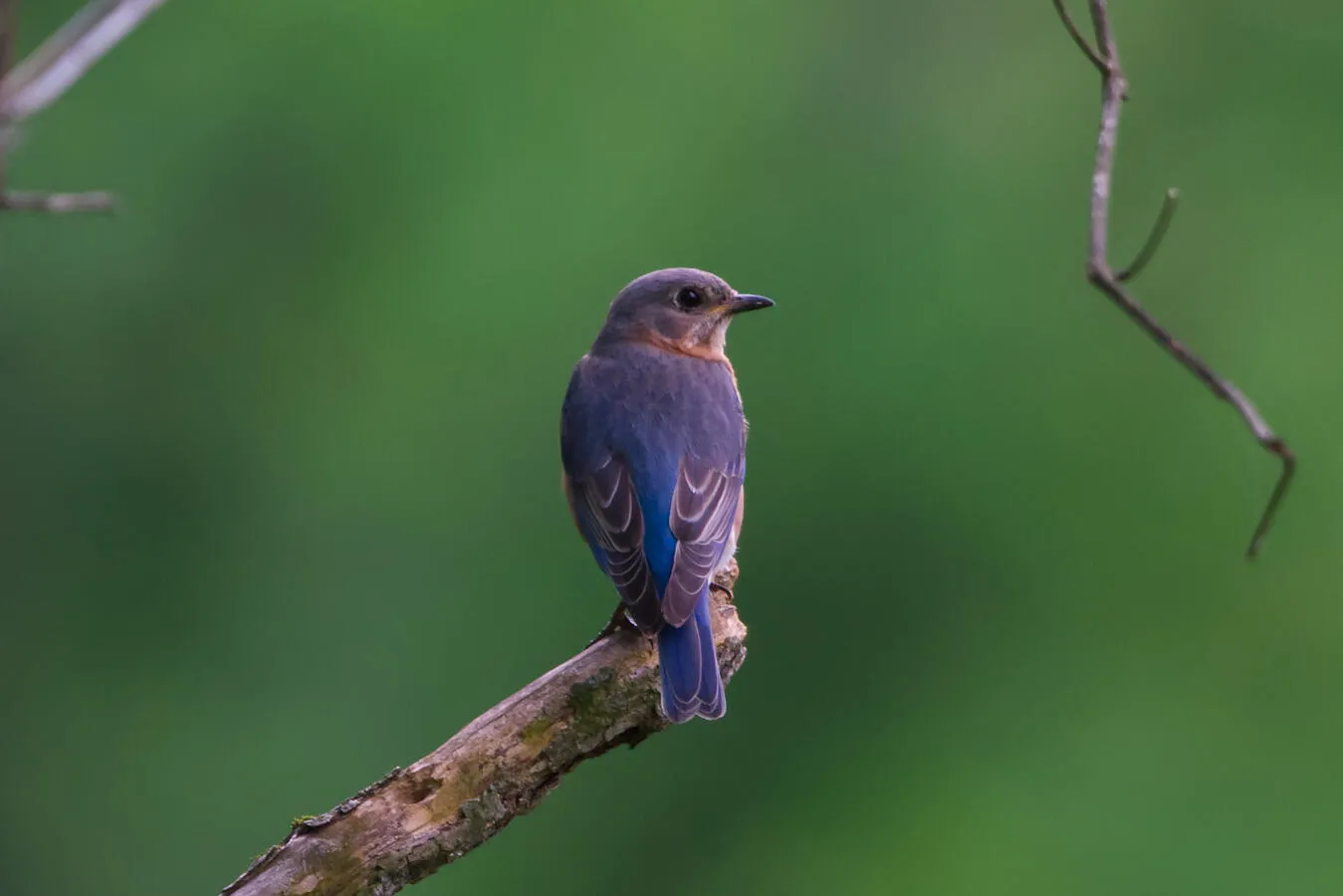 An eastern bluebird, back turned to the camera, on a tree branch.
