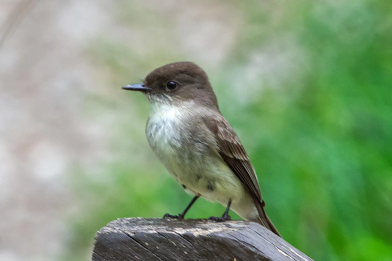 An eastern phoebe on a fence post.