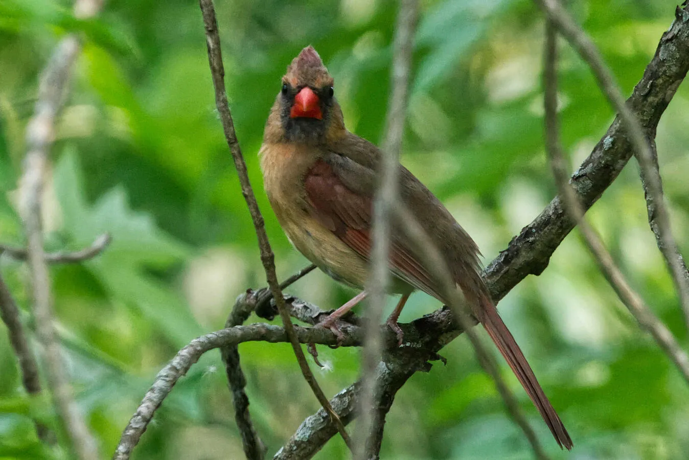 A female Northern Cardinal perched in a tree.