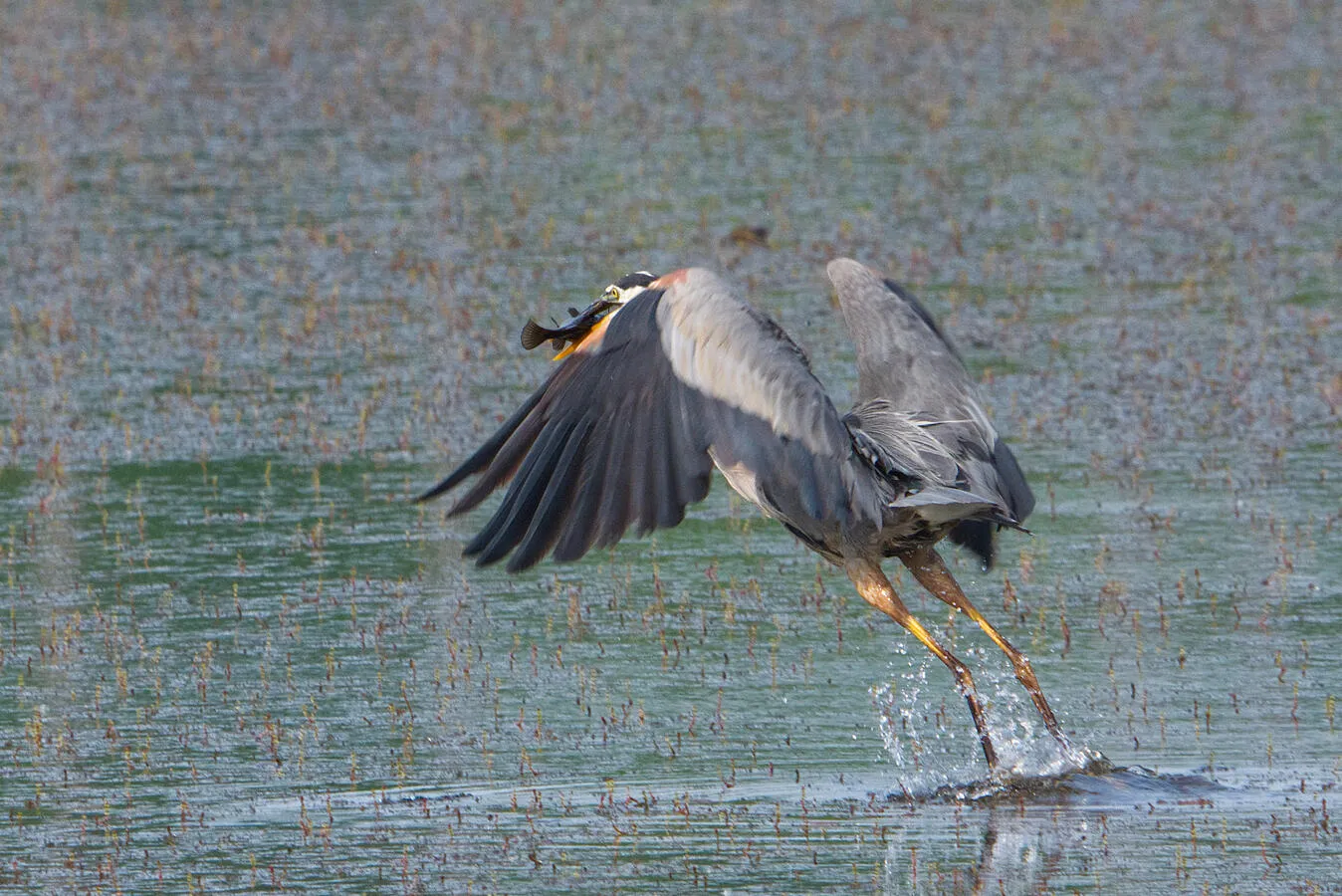 A great blue heron flying out of a pond with a fish in its beak.