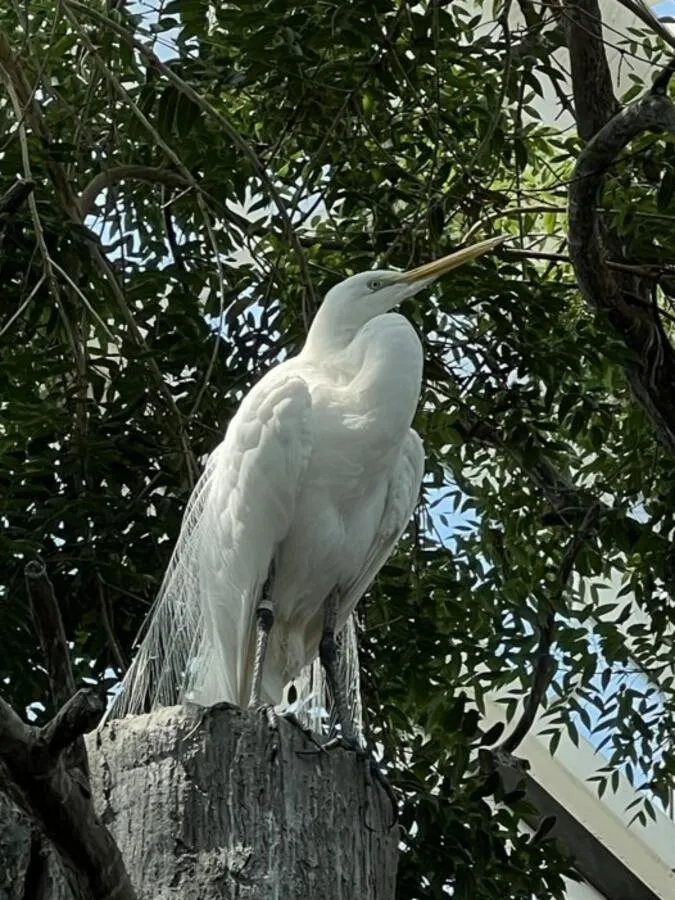 A great egret perched on a dead tree in the Flordia Aquarium in Tampa, Florida.