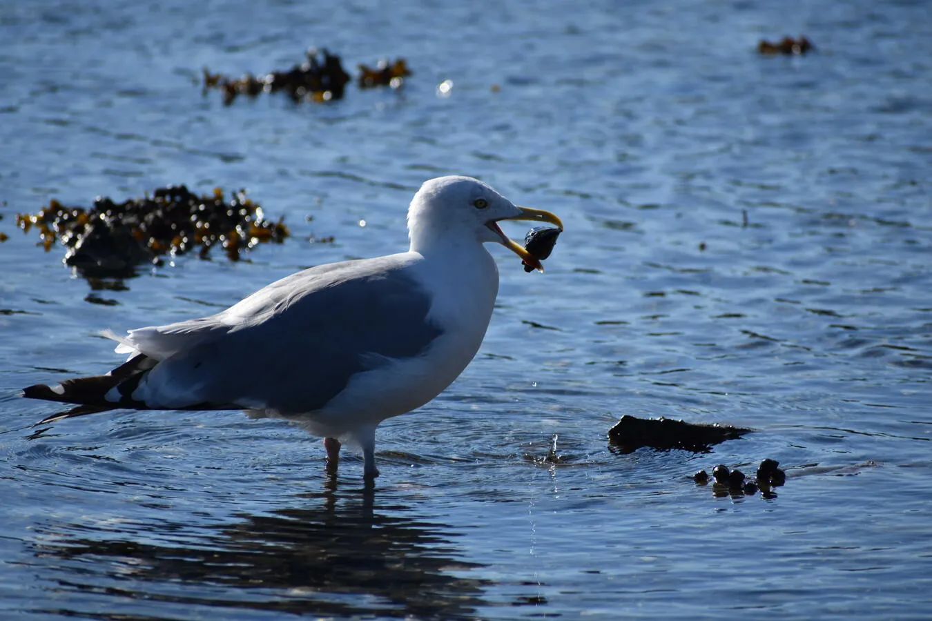 A seagull standing in shallow water, holding a clam in its beak.