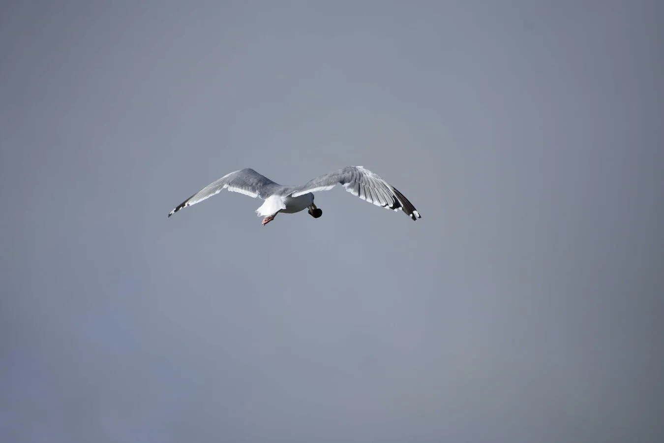 A seagull flying on an overcast day, holding a clam in its beak.