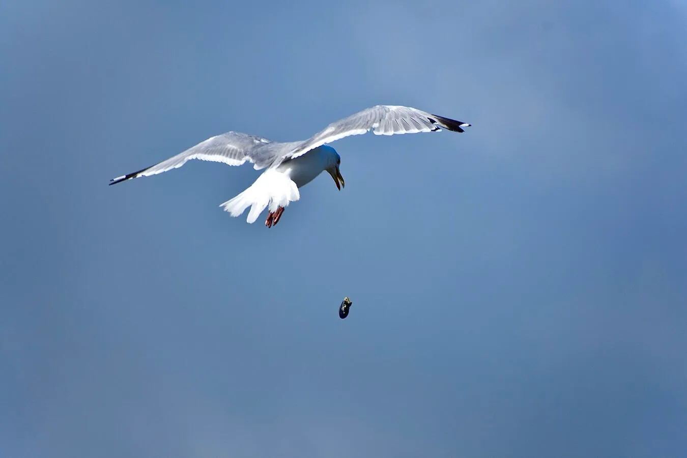 A seagull flying on an overcast day, having just dropped a clam (pictured) from its beak.