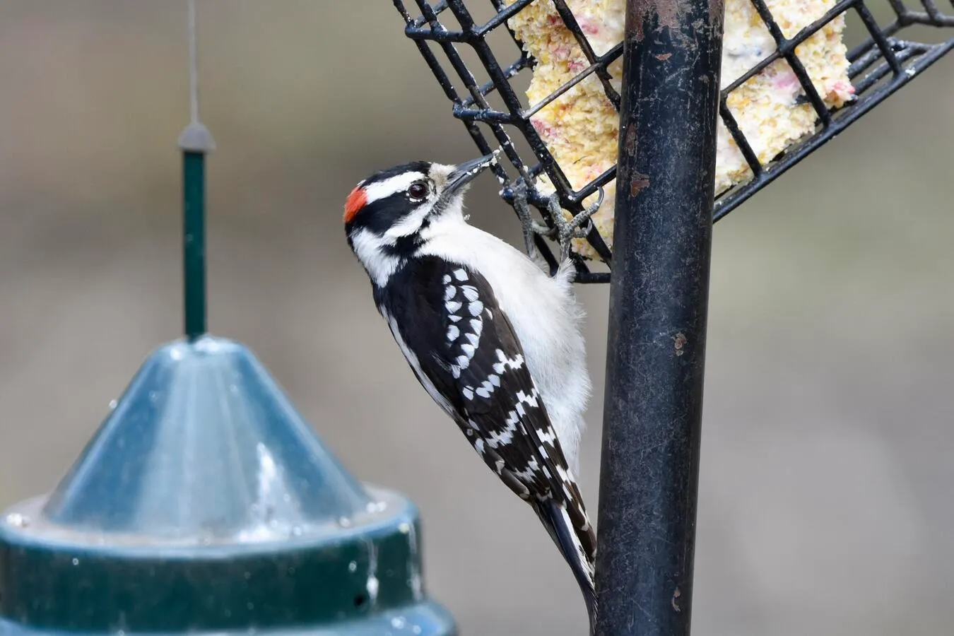 A hairy woodpecker (possibly a downy woodpecker) at a bird feeder.
