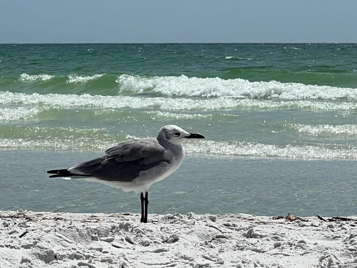 A herring gull on a bright Florida beach.
