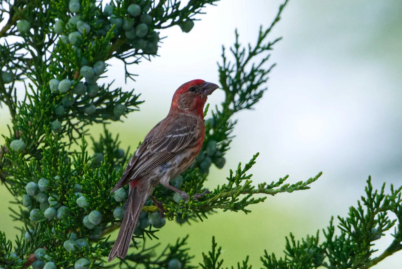 A House Finch in a berry-covered tree.