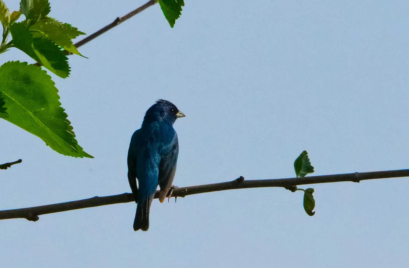 An Indigo Bunting perched near the top of a tree.