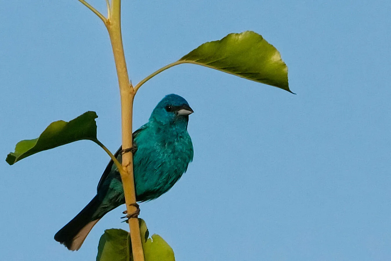 An Indigo Bunting perched near the top of a tree.
