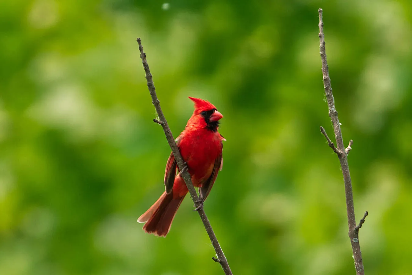 A male Northern Cardinal perched on a dead tree branch.