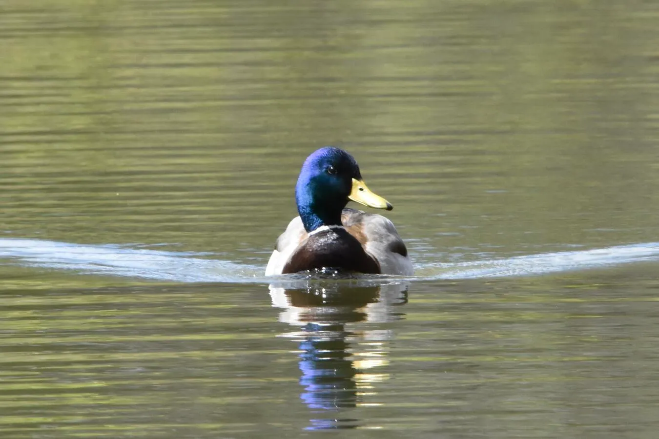 A very blue-iridescent mallard on a lake.