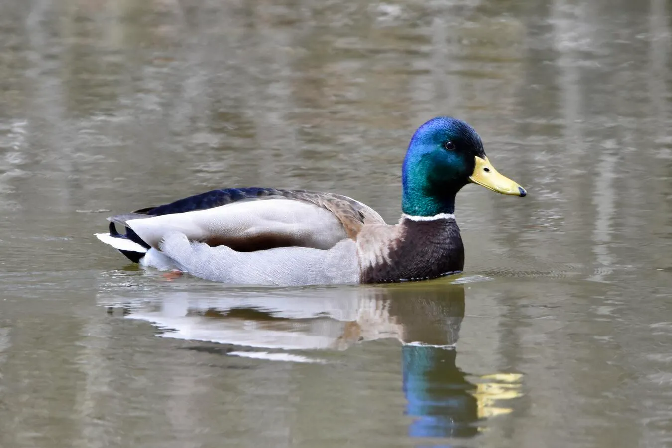 A mallard swimming on a lake.
