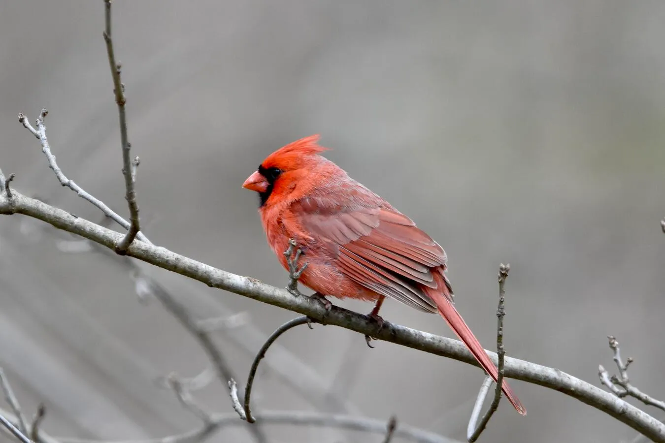 A large northern cardinal on a dead tree branch.