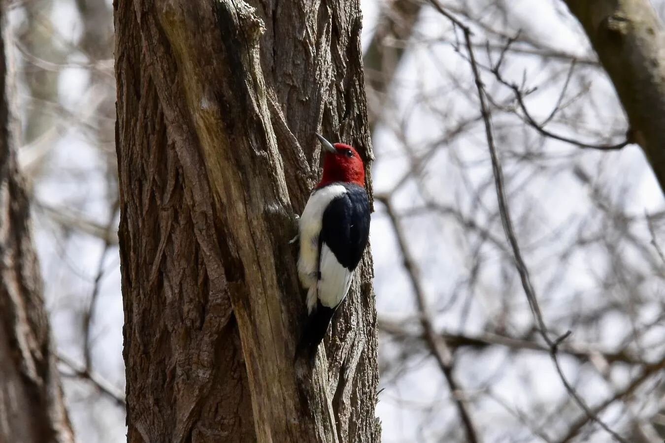 A red-headed woodpecker on the side of a tree.