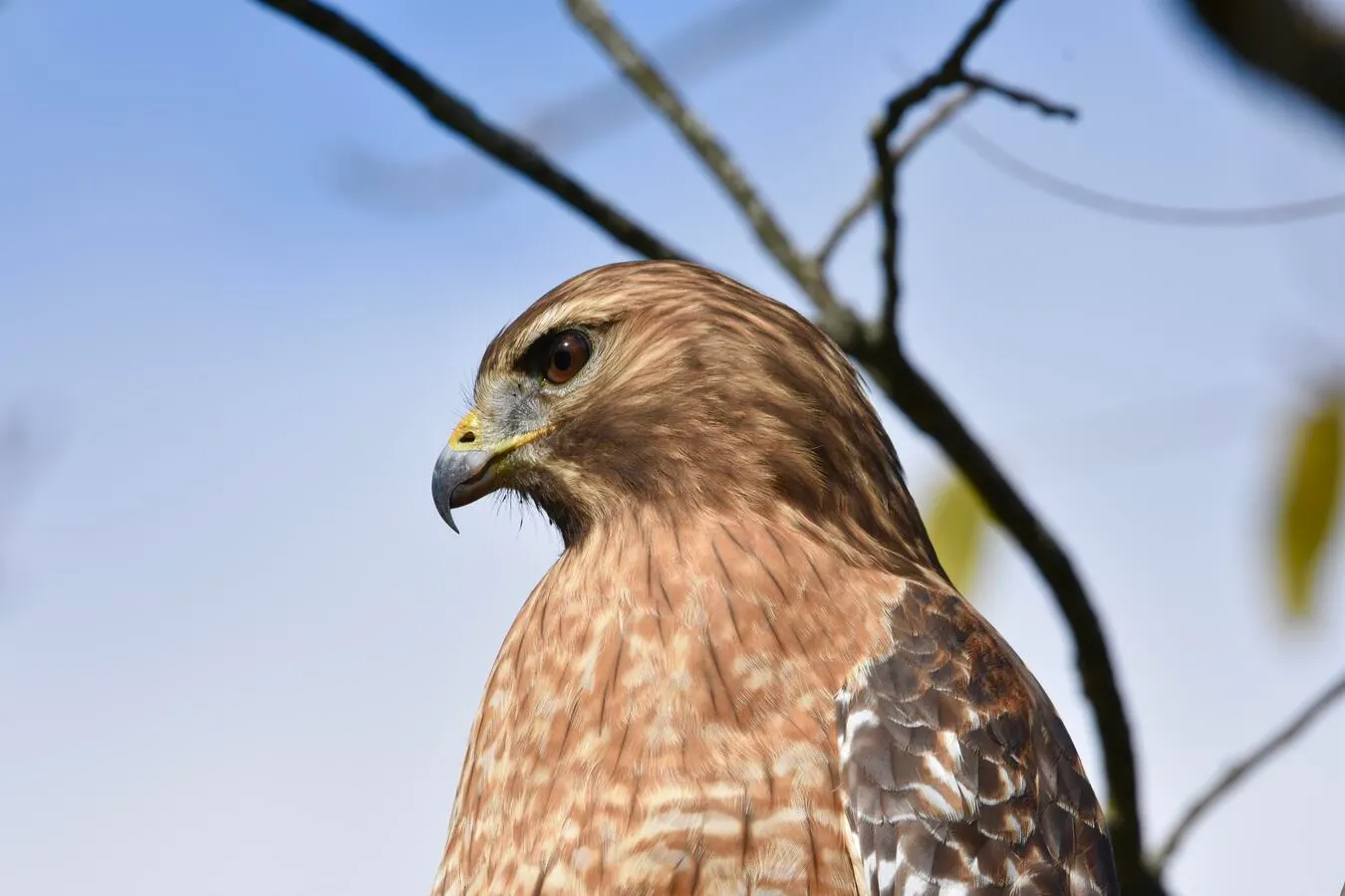 An up-close headshot of a red-shouldered hawk.