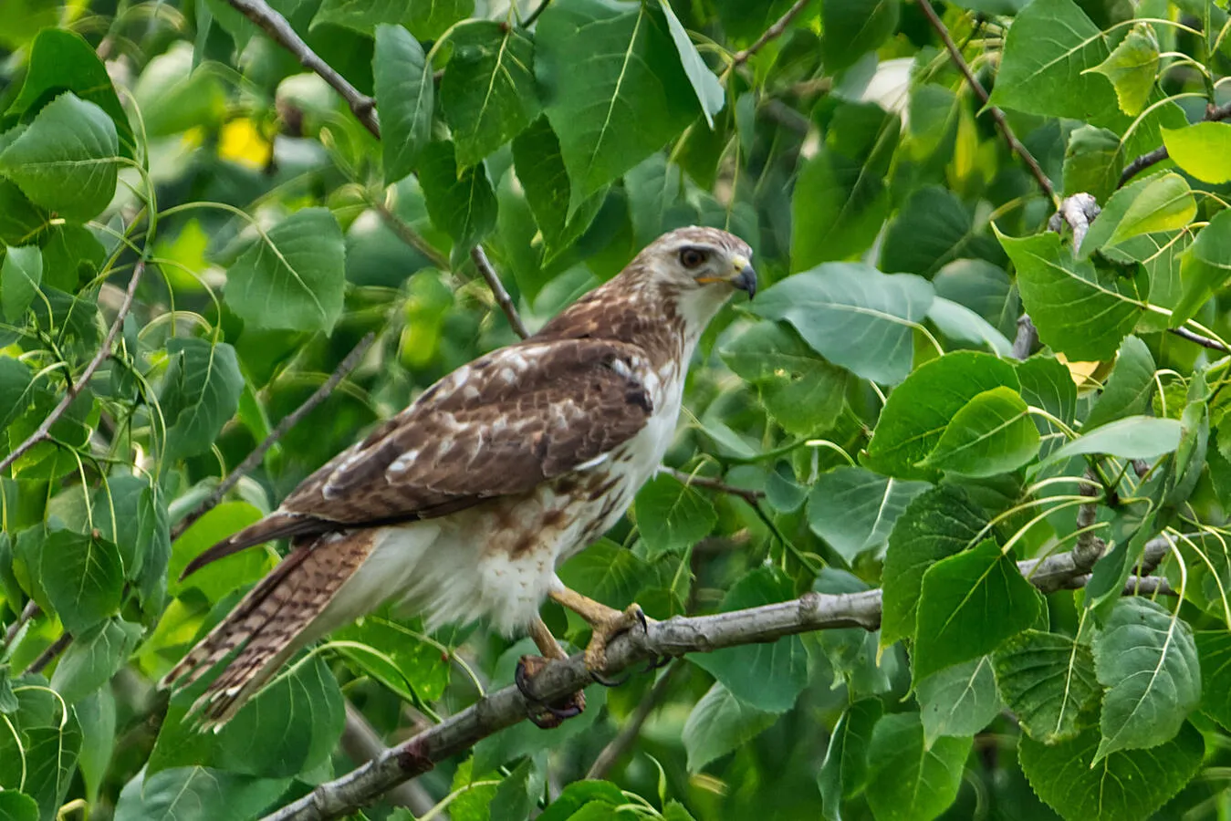 A Red-tailed Hawk perched high in a tree.