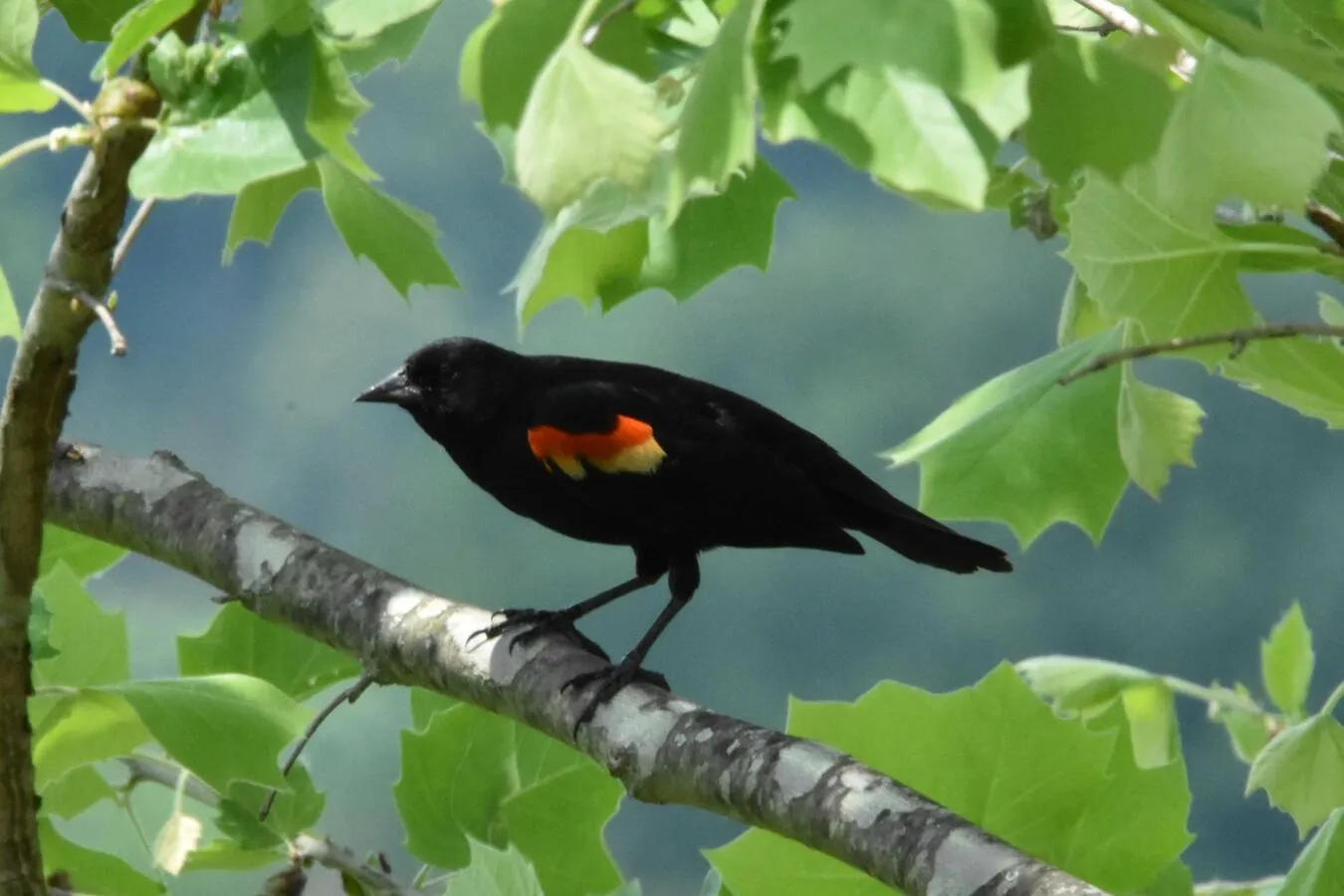 A Red-winged Blackbird on a tree branch.