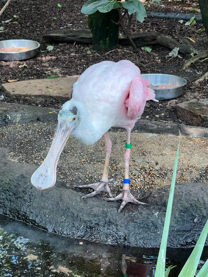 A roseate spoonbill in the Florida Aquarium in Tampa, Florida.