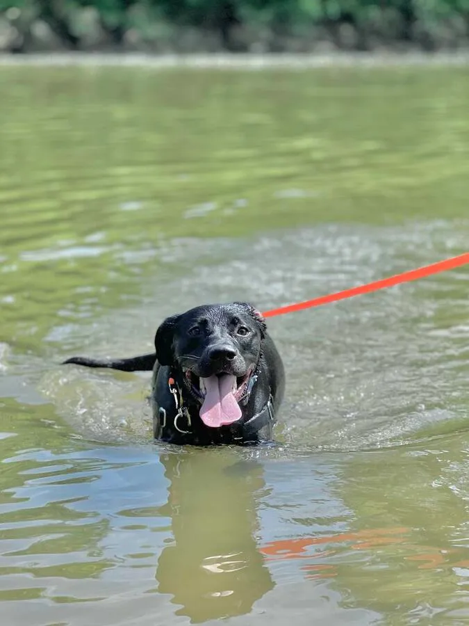 My dog Rudi, a black lab mix, wading in the Little Miami River.