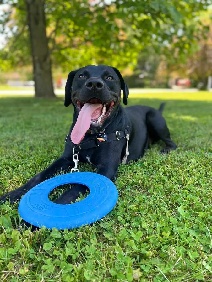 My dog Rudi, a black lab mix, laying with his frisbee on my parents' lawn.