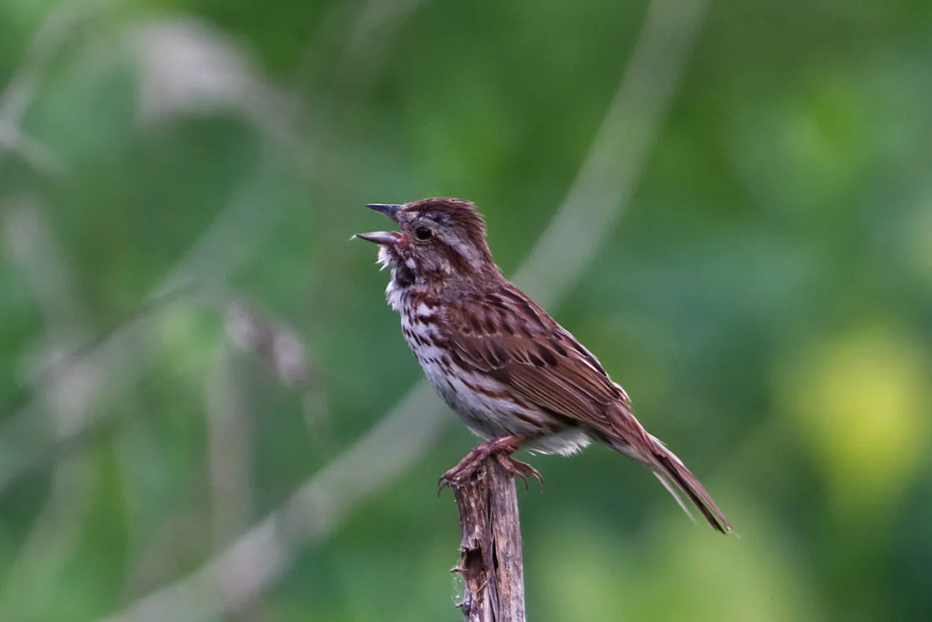 A Song Sparrow singing on a dead branch.