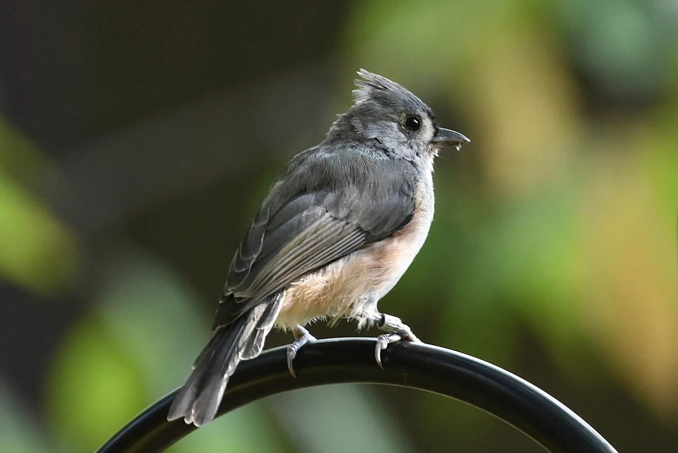 A tufted titmouse on a metal rod.